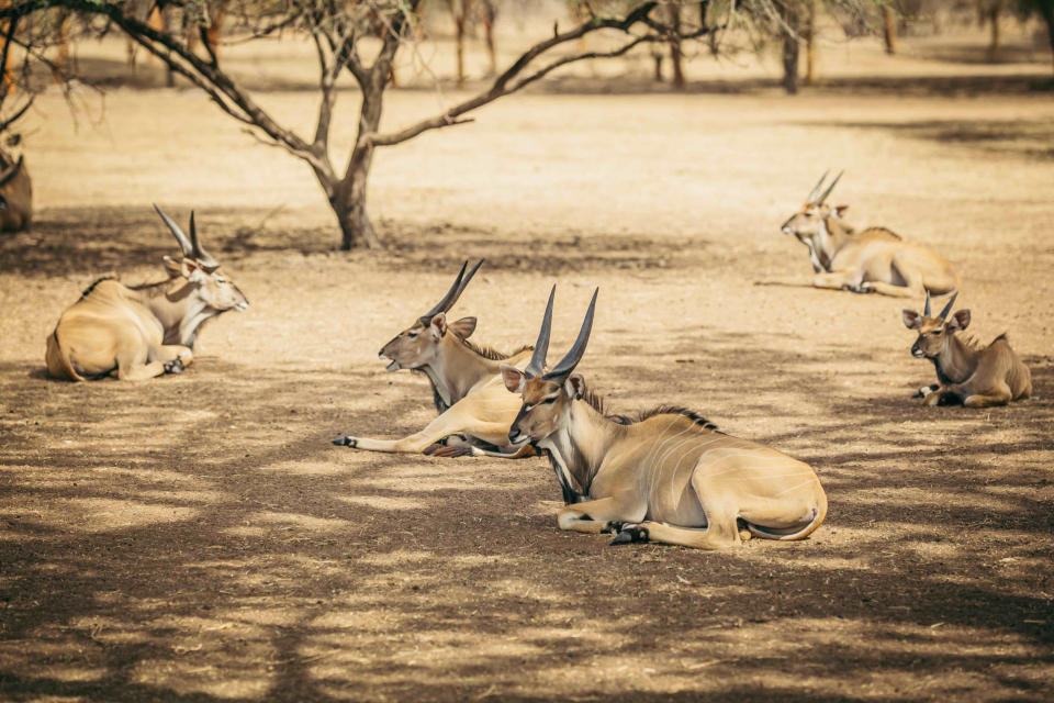 Foto ke galerii Senegal