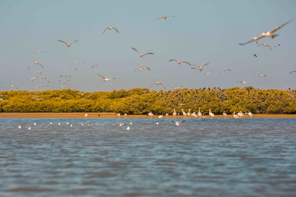 Foto ke galerii Senegal