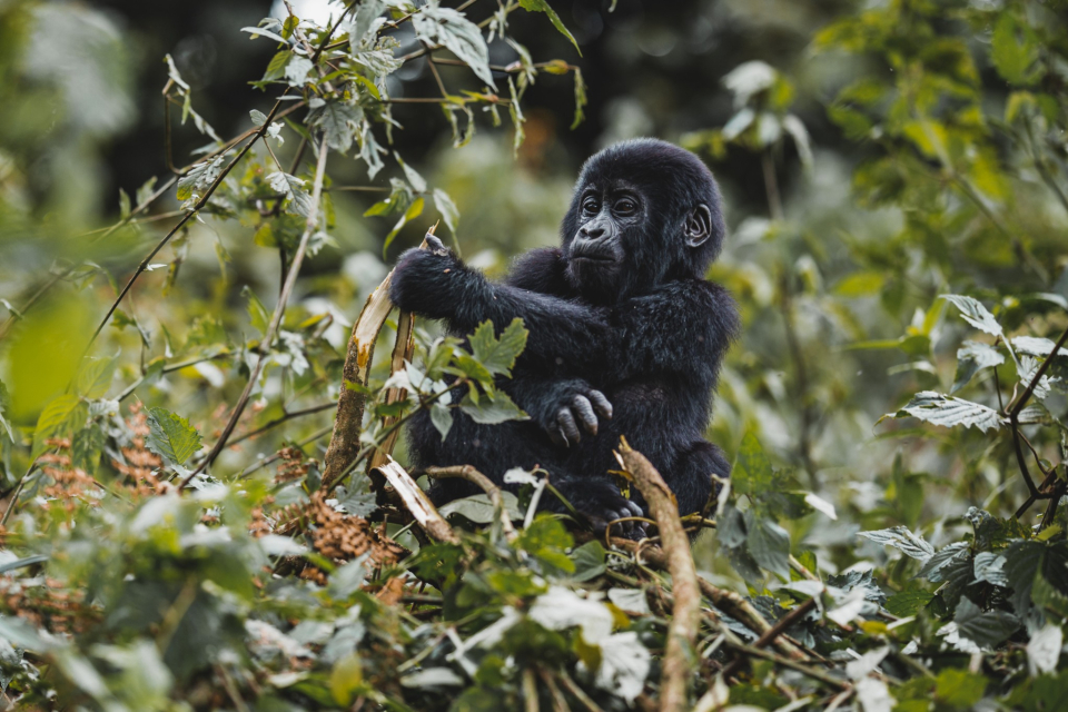 Foto ke galerii Uganda