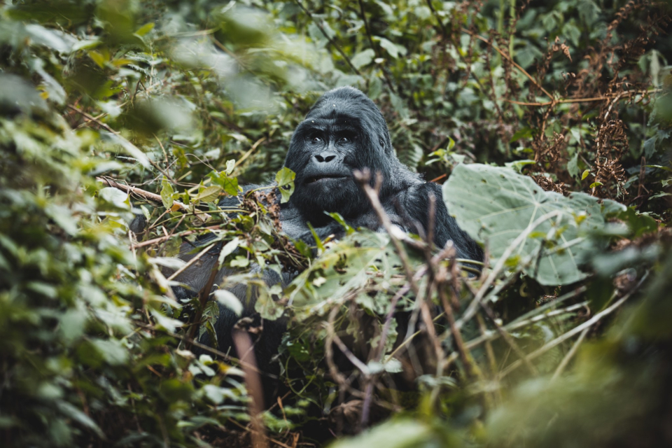 Foto ke galerii Uganda