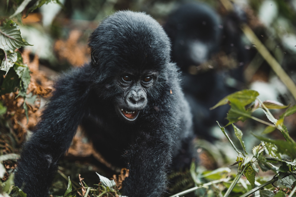 Foto ke galerii Uganda