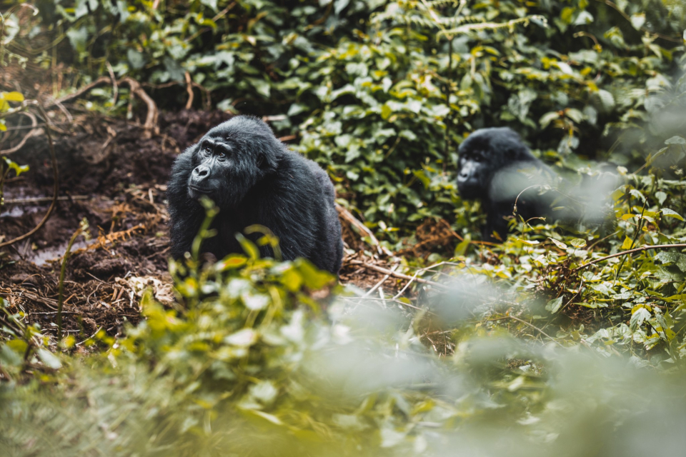 Foto ke galerii Uganda