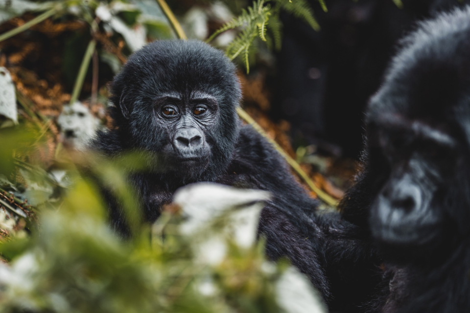 Foto ke galerii Uganda