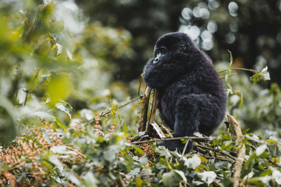 Foto ke galerii Uganda