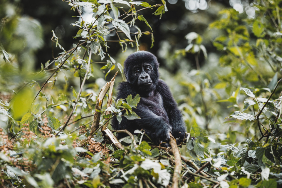 Foto ke galerii Uganda