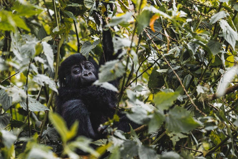 Foto ke galerii Uganda