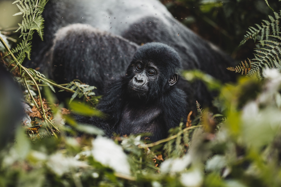 Foto ke galerii Uganda
