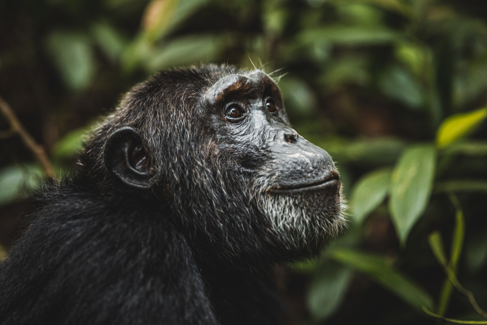 Foto ke galerii Uganda