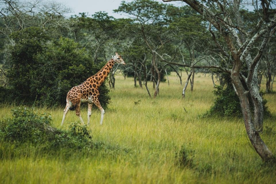 Foto ke galerii Uganda