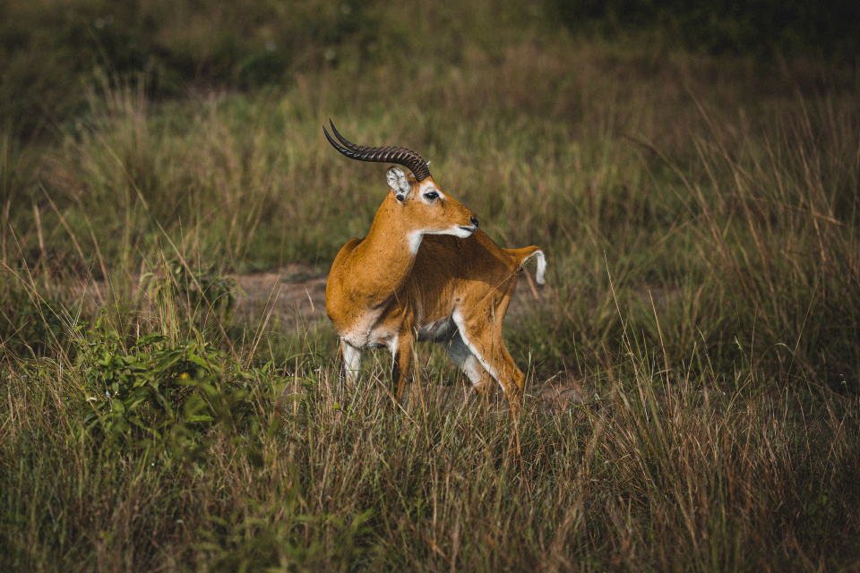Foto ke galerii Uganda