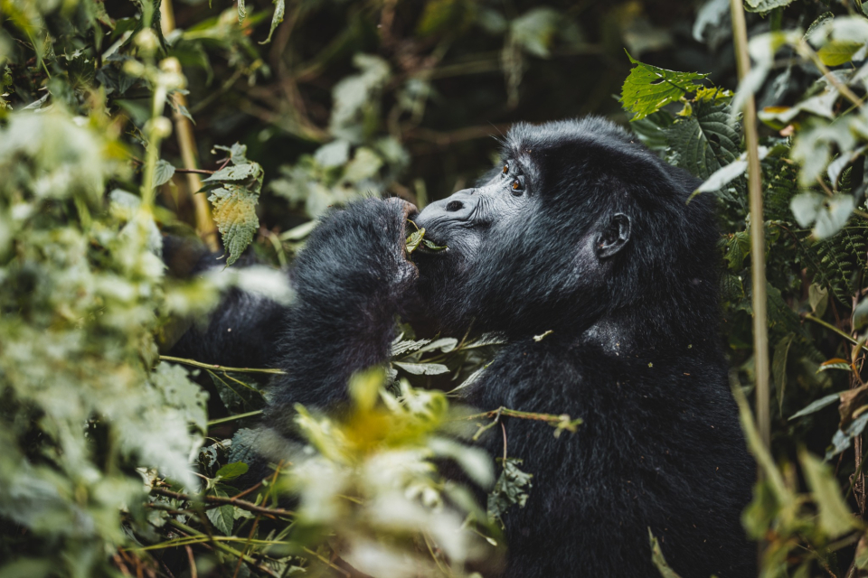 Foto ke galerii Pozorování goril horských v Ugandě