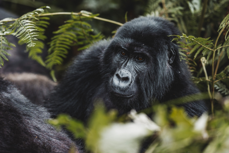 Foto ke galerii Pozorování goril horských v Ugandě
