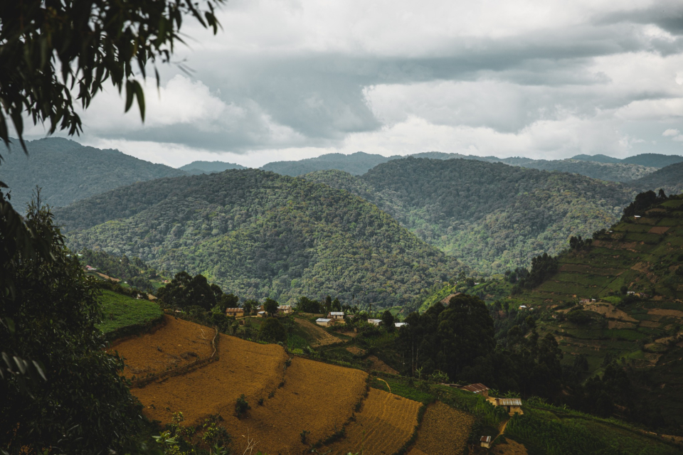 Foto ke galerii Pozorování goril horských v Ugandě