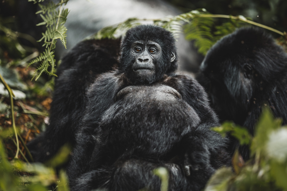 Foto ke galerii Pozorování goril horských v Ugandě