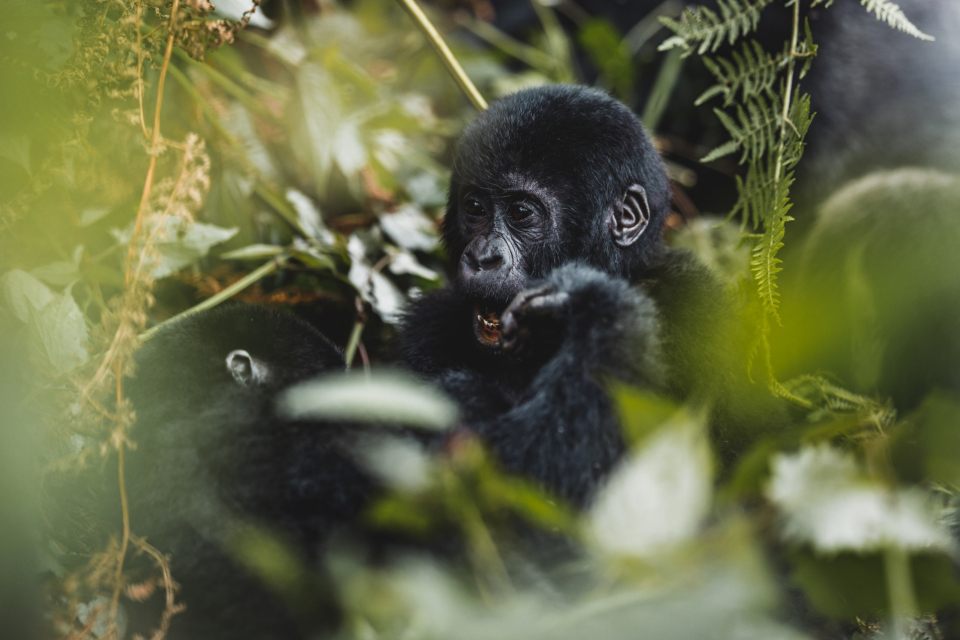 Foto ke galerii Pozorování goril horských v Ugandě