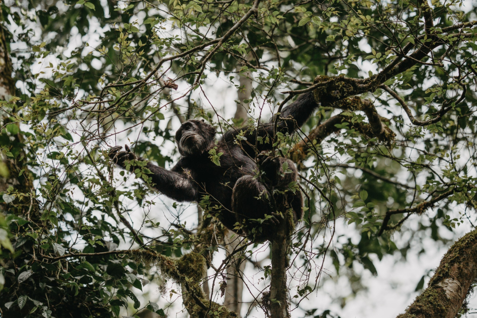 Foto ke galerii Pozorování šimpanzů v Národním parku Kibale v Ugandě