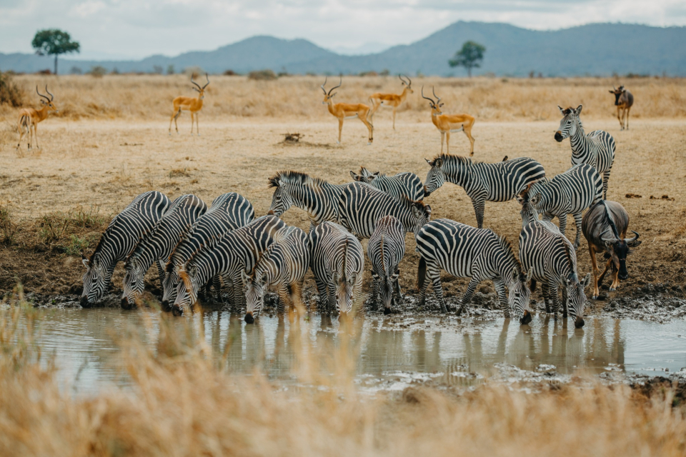Foto ke galerii Safari v národní parku Mikumi v Tanzánii