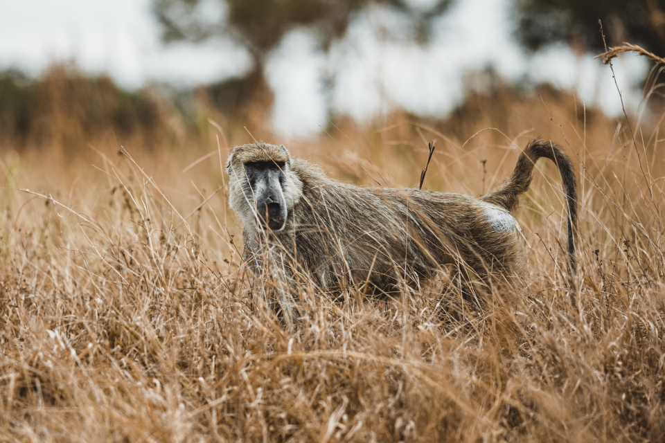 Foto ke galerii Safari v národní parku Mikumi v Tanzánii