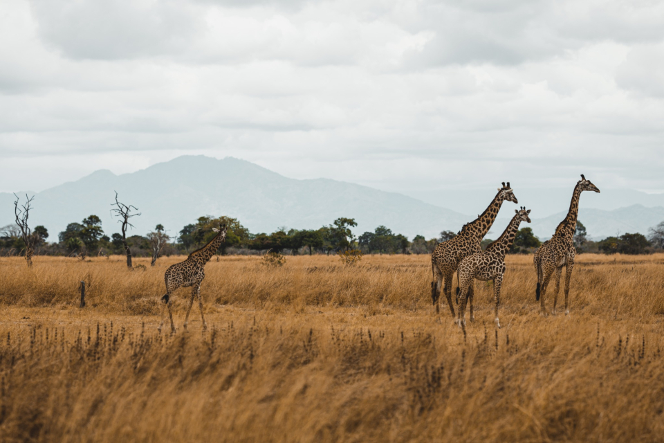 Foto ke galerii Safari v národní parku Mikumi v Tanzánii