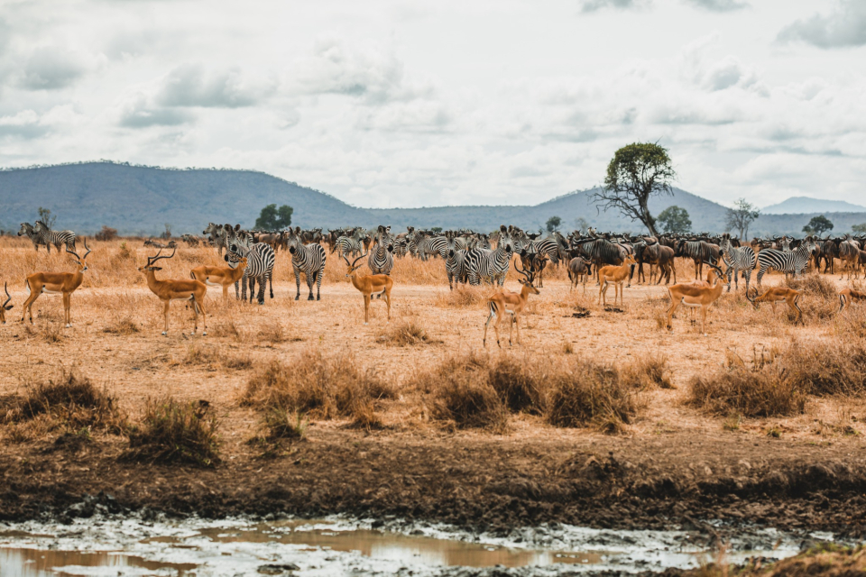Foto ke galerii Safari v národní parku Mikumi v Tanzánii