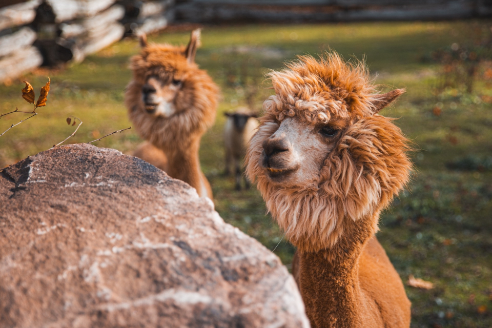 Foto ke galerii Kanada